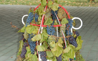 049-Szureti-felvonulas-2009